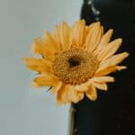 Tournesol jaune dans un vase, près d'une surface sombre, chez Box39.
